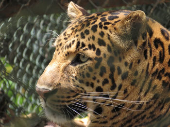 Close-up of leopard