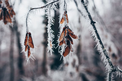 Close-up of frozen plant