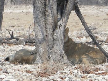 View of a tree trunk in the forest