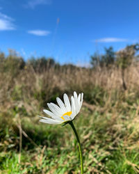 Close-up of white crocus on field against sky