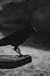 Low angle view of bird perching outdoors