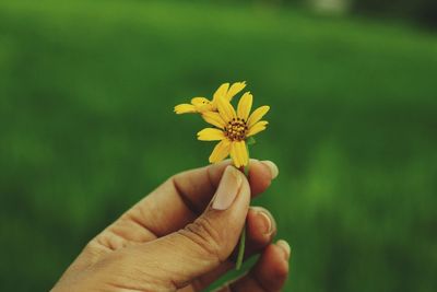 Close-up of hand holding yellow flower