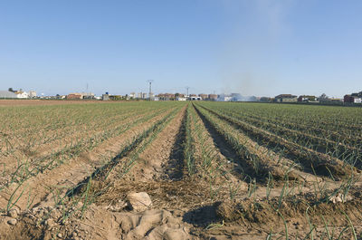 Scenic view of agricultural field against clear sky