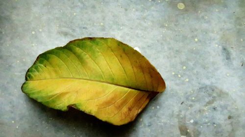 Close-up of leaf on floor