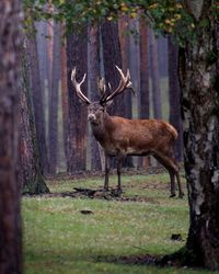 Deer in forest