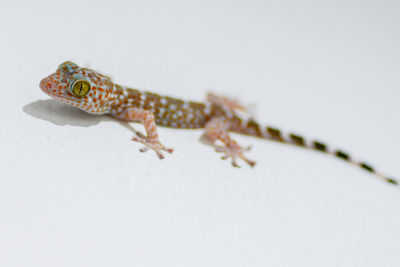 Close-up of lizard on white background