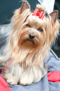 Close-up portrait of dog