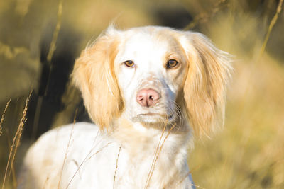 Close-up portrait of a dog