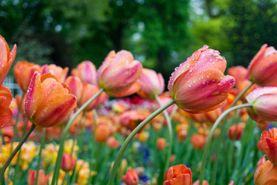 Tulips during rainy season