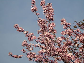 Low angle view of cherry blossom tree against blue sky