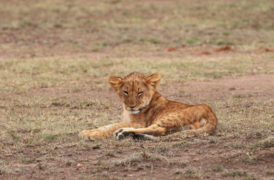 Lion cub resting
