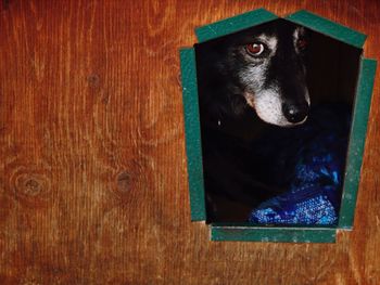 Portrait of dog seen through wooden window
