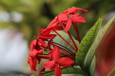 Close-up of red flowering plant