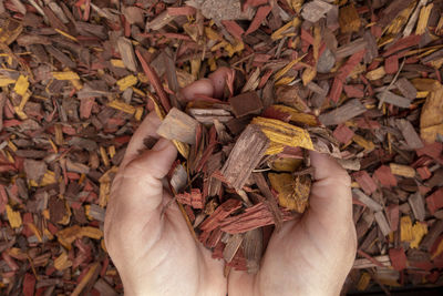 Low section of person holding autumn leaves