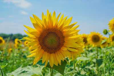 Close-up of sunflower blooming on field against sky