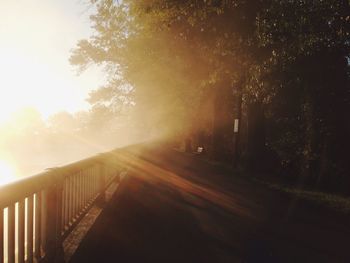 Sun shining through trees