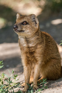 View of a cat looking away