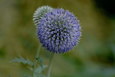 Close-up of purple thistle flower