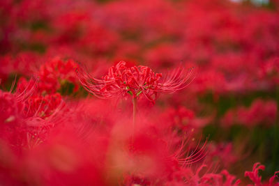 Close-up of red flowering plant