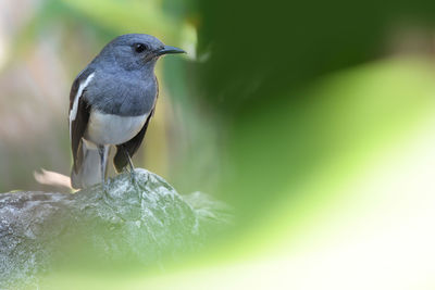 Close-up of bird perching on plant