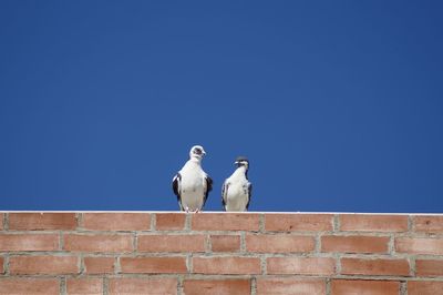 Low angle view of pigrissima perching on wall