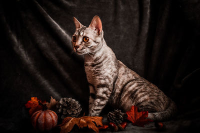 Close-up portrait of a cat looking away