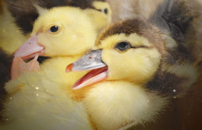 Full frame shot of ducklings