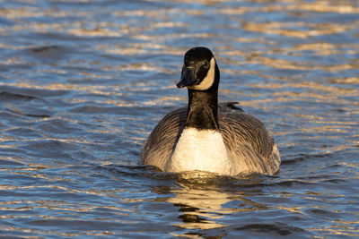 Duck swimming in lake