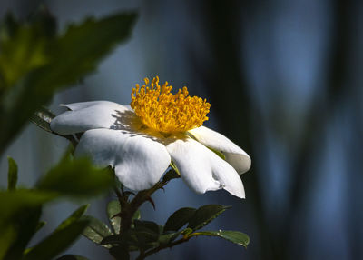 Close-up of white flowering plant