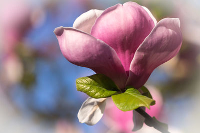 Close-up of pink flower blooming outdoors