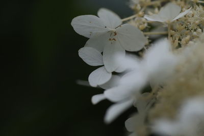 Close-up of white flower