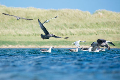 Birds flying over sea against sky