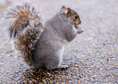 Close-up of squirrel
