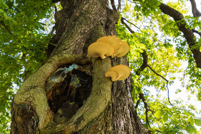 Low angle view of tree trunk in forest