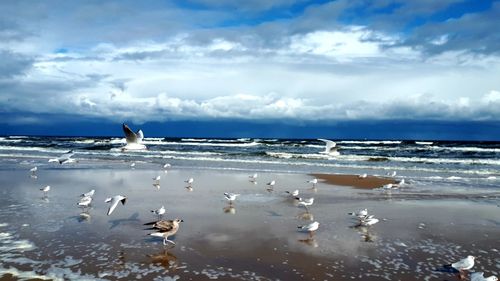 Seagulls on beach