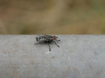 Close-up of insect