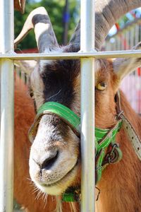 Close-up of horse in pen