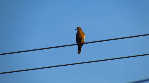 Low angle view of bird perching on cable against blue sky