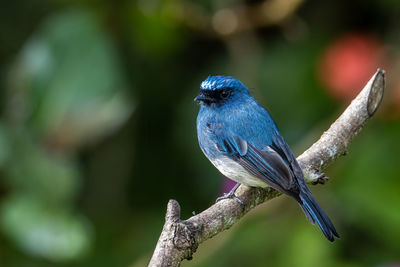 Close-up of bird perching on branch