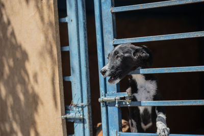 View of dog looking through window