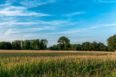 Scenic view of grassy field against cloudy sky