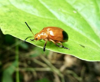 Close-up of insect on leaf