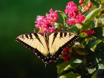 Butterfly perching on flower