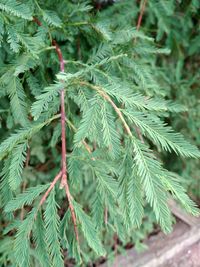 Close-up of pine tree branch