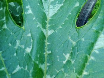 High angle view of green leaves on plant