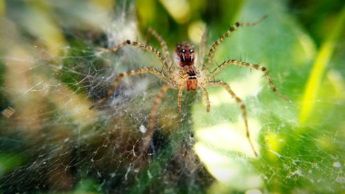 Close-up of spider on web