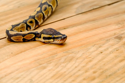 Close-up of lizard on table