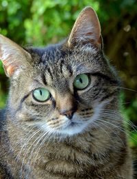 Close-up portrait of cat