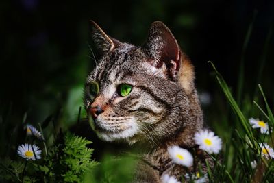 Close-up of a cat