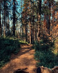 Footpath amidst trees in forest